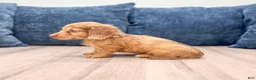 Miniature Dachshund dogs for sale: Sophie - Ad 6