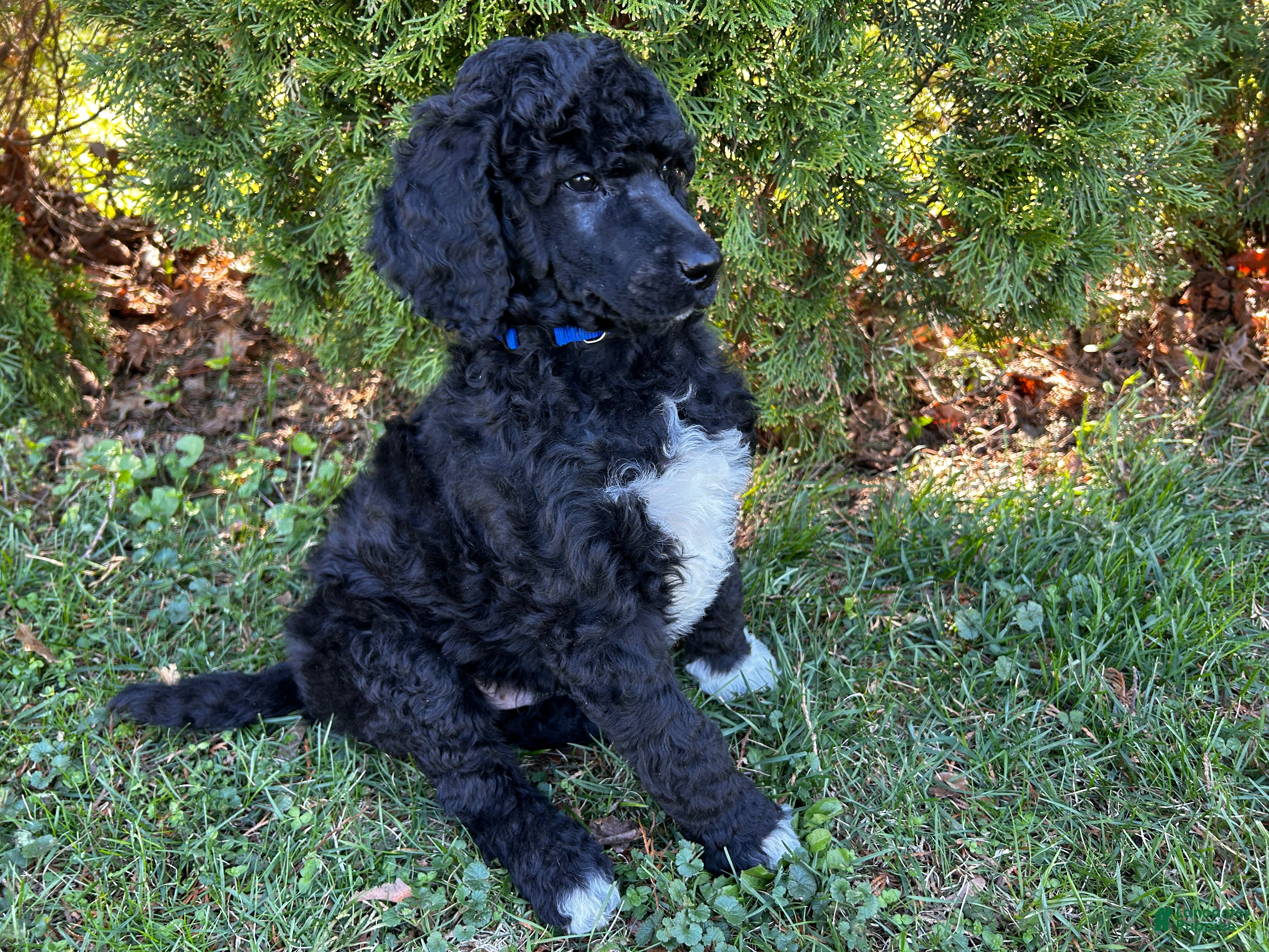 Standard Poodle dogs ⚓️Navy-DNA Clear🐩 - Ad 1