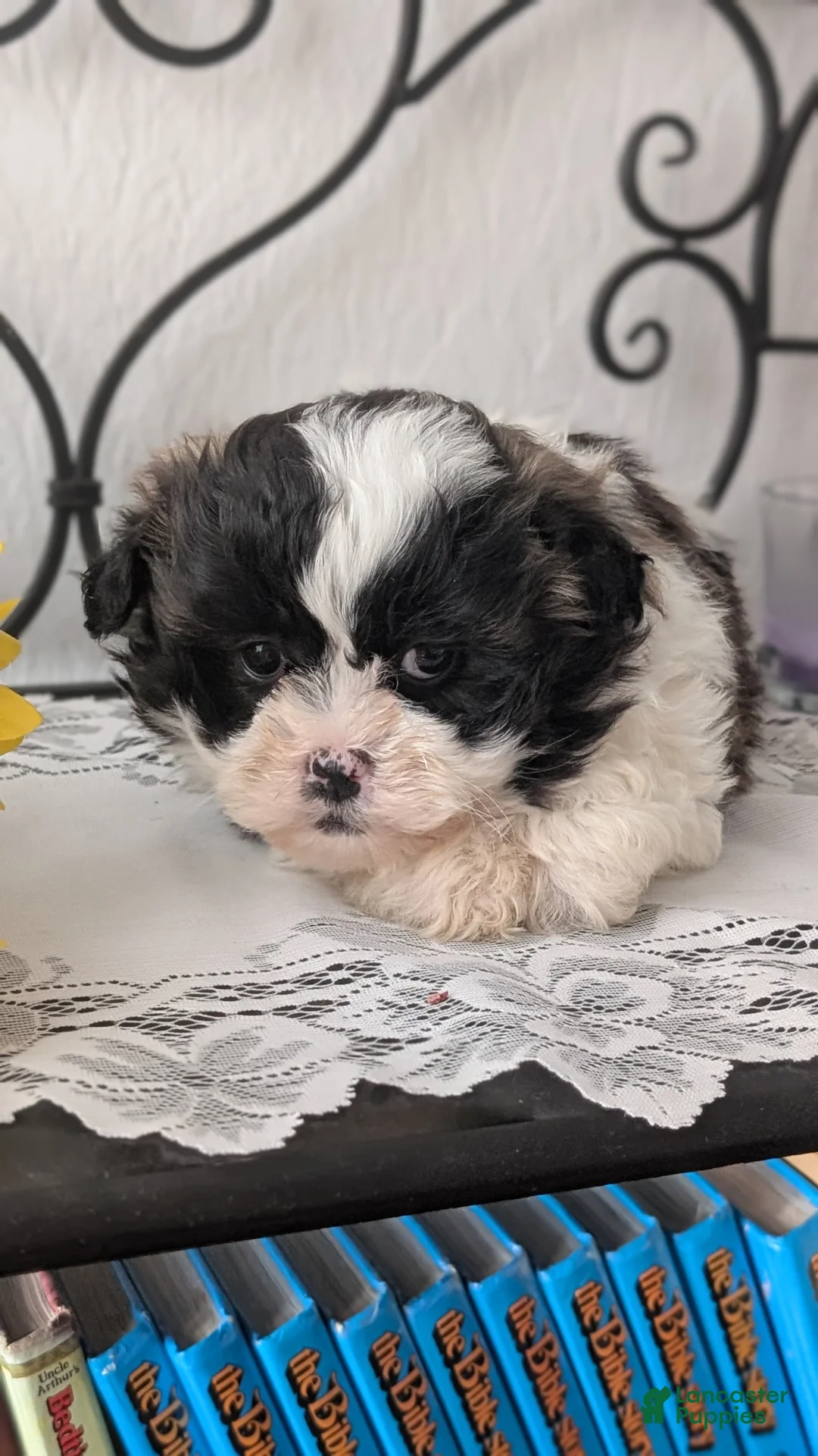 Teddy Bear dogs for sale: Ivy - Ad 2