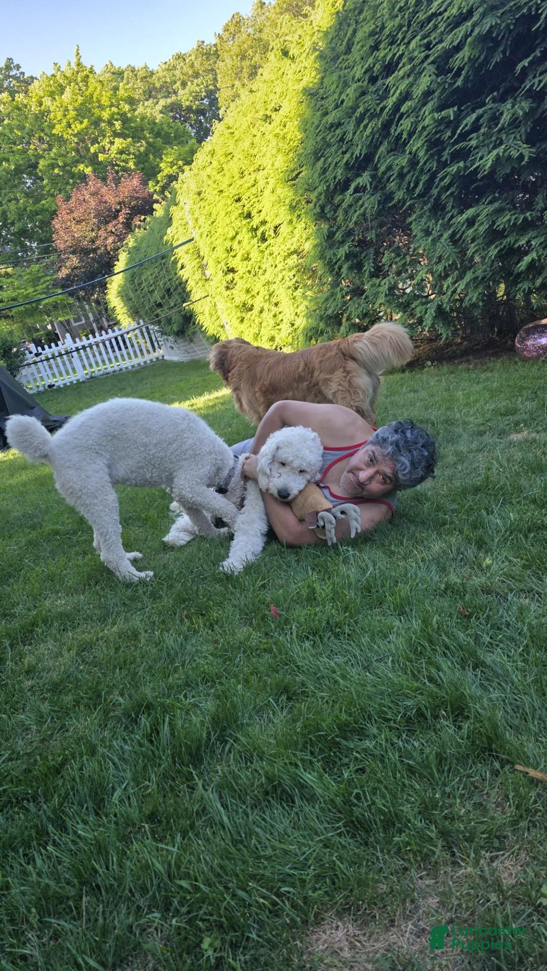 Goldendoodle dogs for sale: Goldendoodle 1 junior  - Ad 3