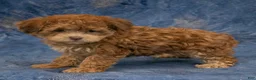 Havapoo dogs for sale: Skye - Ad 5