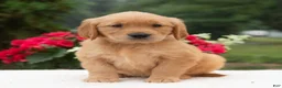 Golden Retriever dogs for sale: Kareena  - Ad 4