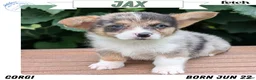 Welsh Corgi Pembroke dogs for sale: Jax - Ad 1