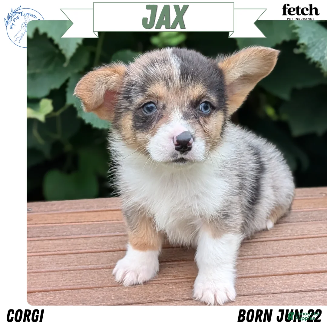Welsh Corgi Pembroke dogs for sale: Jax - Ad 1