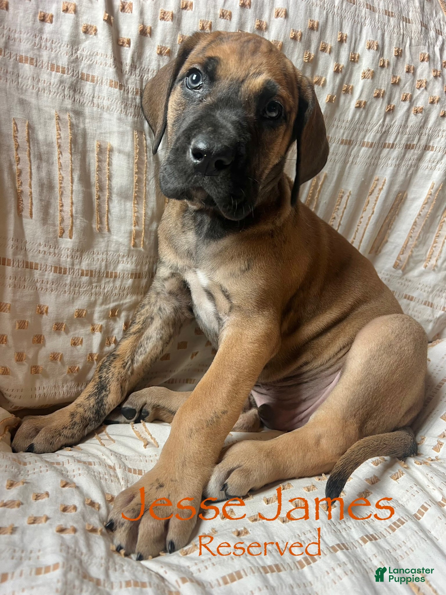Great Dane dogs Jesse James  - Ad 14