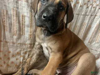 Great Dane dogs Jesse James - Ad 14