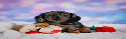 Miniature Dachshund dogs for sale: Rain - Ad 6