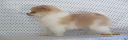 Pomeranian dogs for sale: Karla - Ad 4