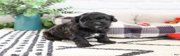 Shihpoo dogs for sale: Draco - Ad 4