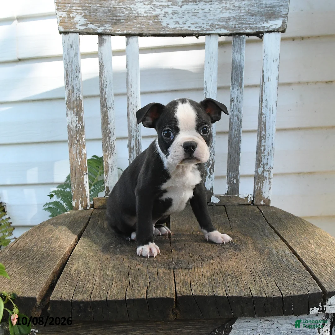 Boston Terrier dogs for sale: Cleo - Ad 1