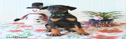 Doberman Pinscher dogs for sale: Bear - Ad 2