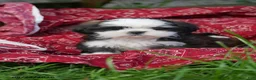Shih Tzu dogs for sale: Avery - Ad 3