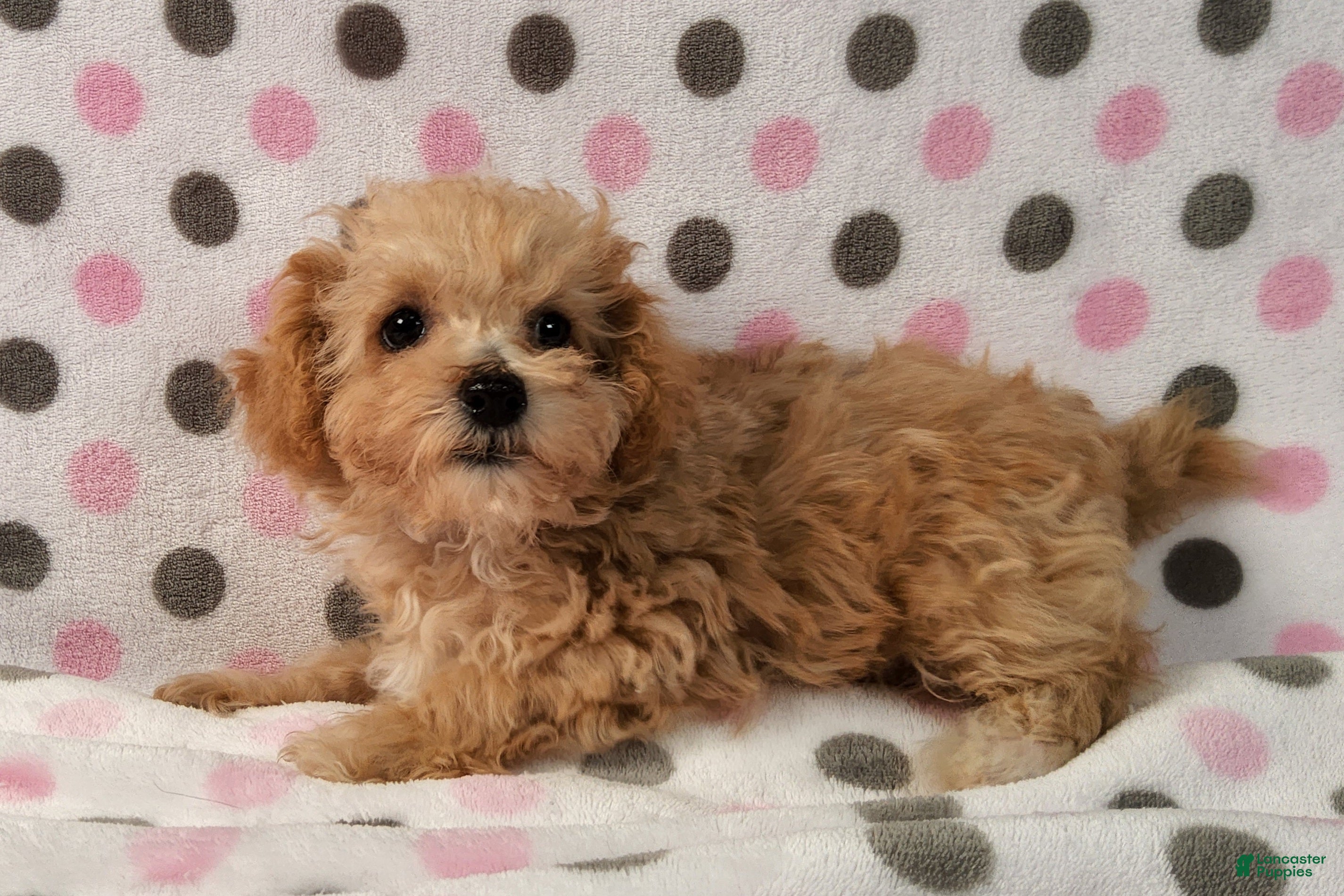 Yorkiepoo dogs Honey Latte - Ad 2