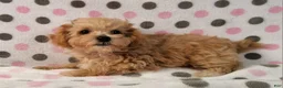 Yorkiepoo dogs for sale: Honey Latte - Ad 2