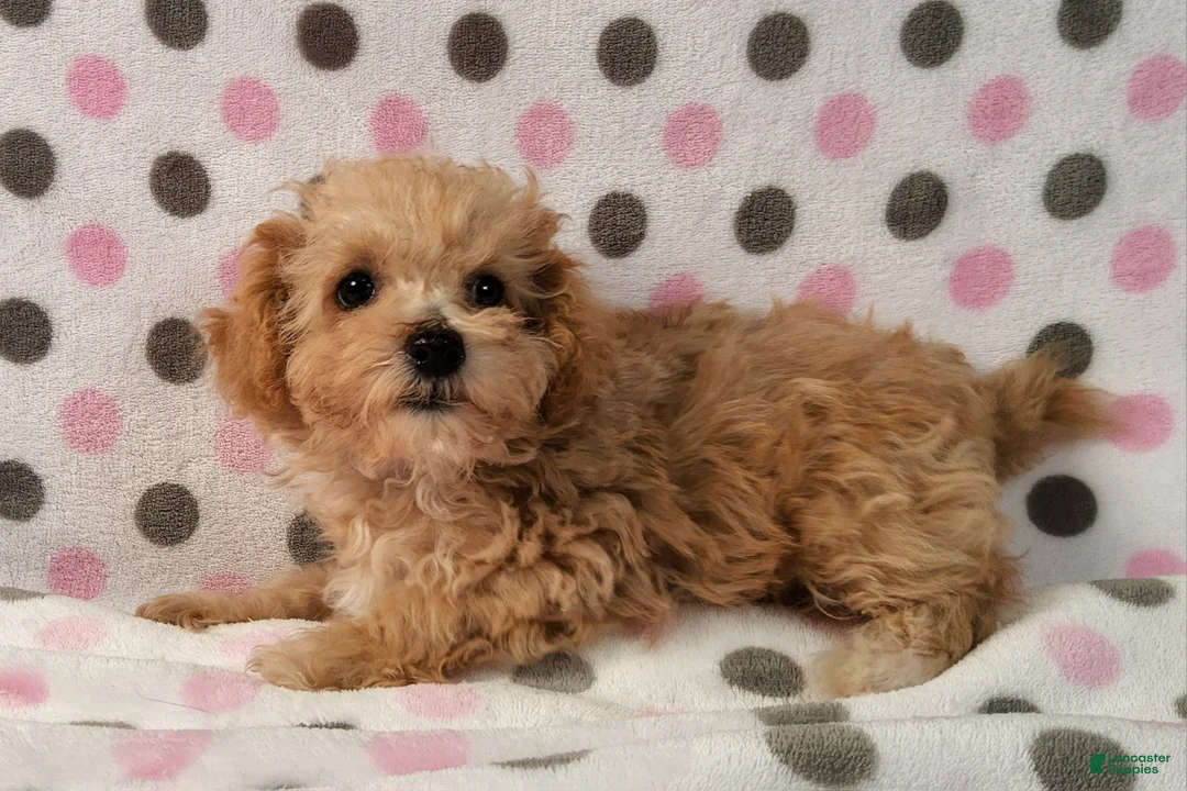 Yorkiepoo dogs for sale: Honey Latte - Ad 2