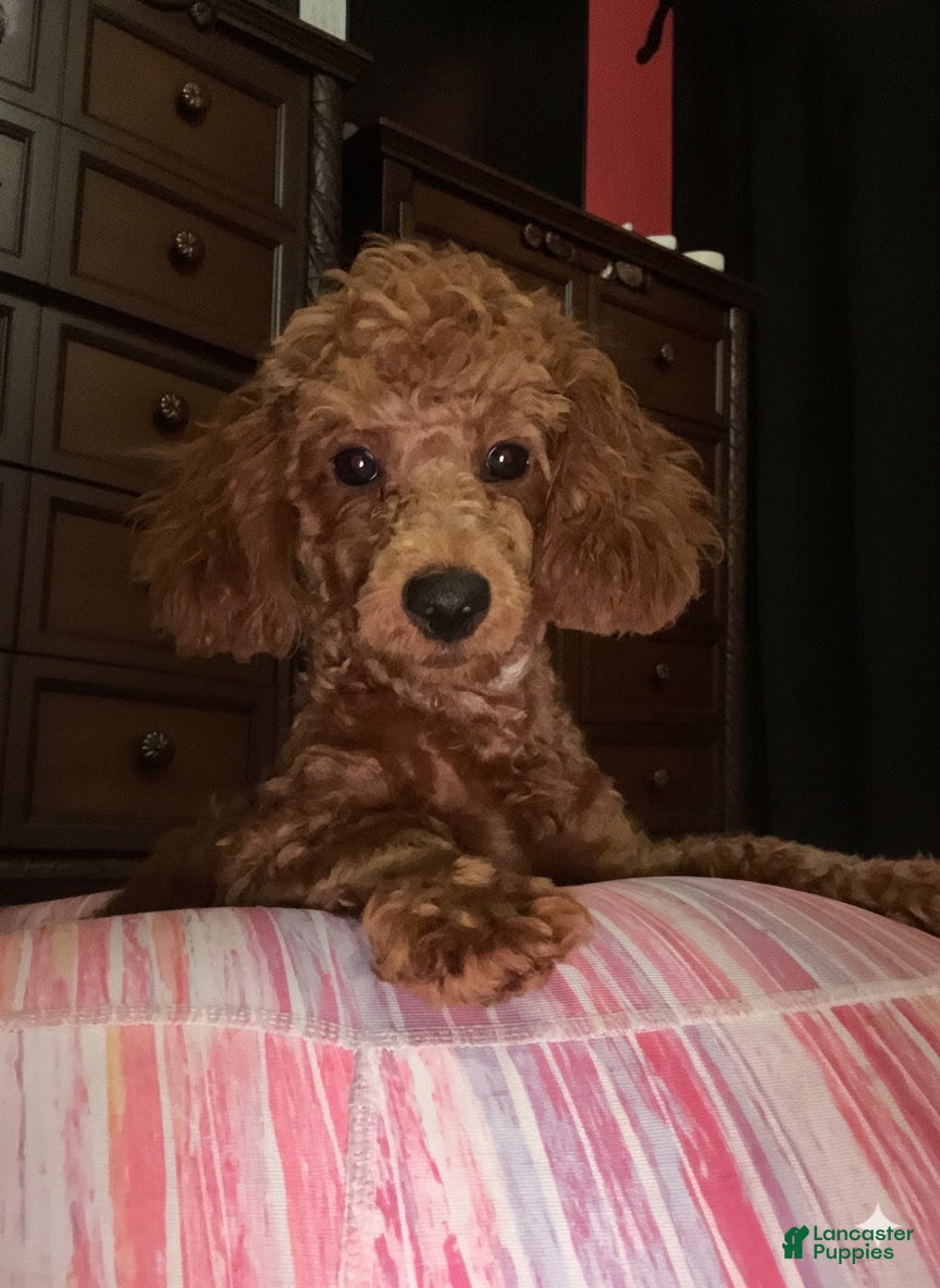 Toy Poodle dogs Jaz - Ad 1