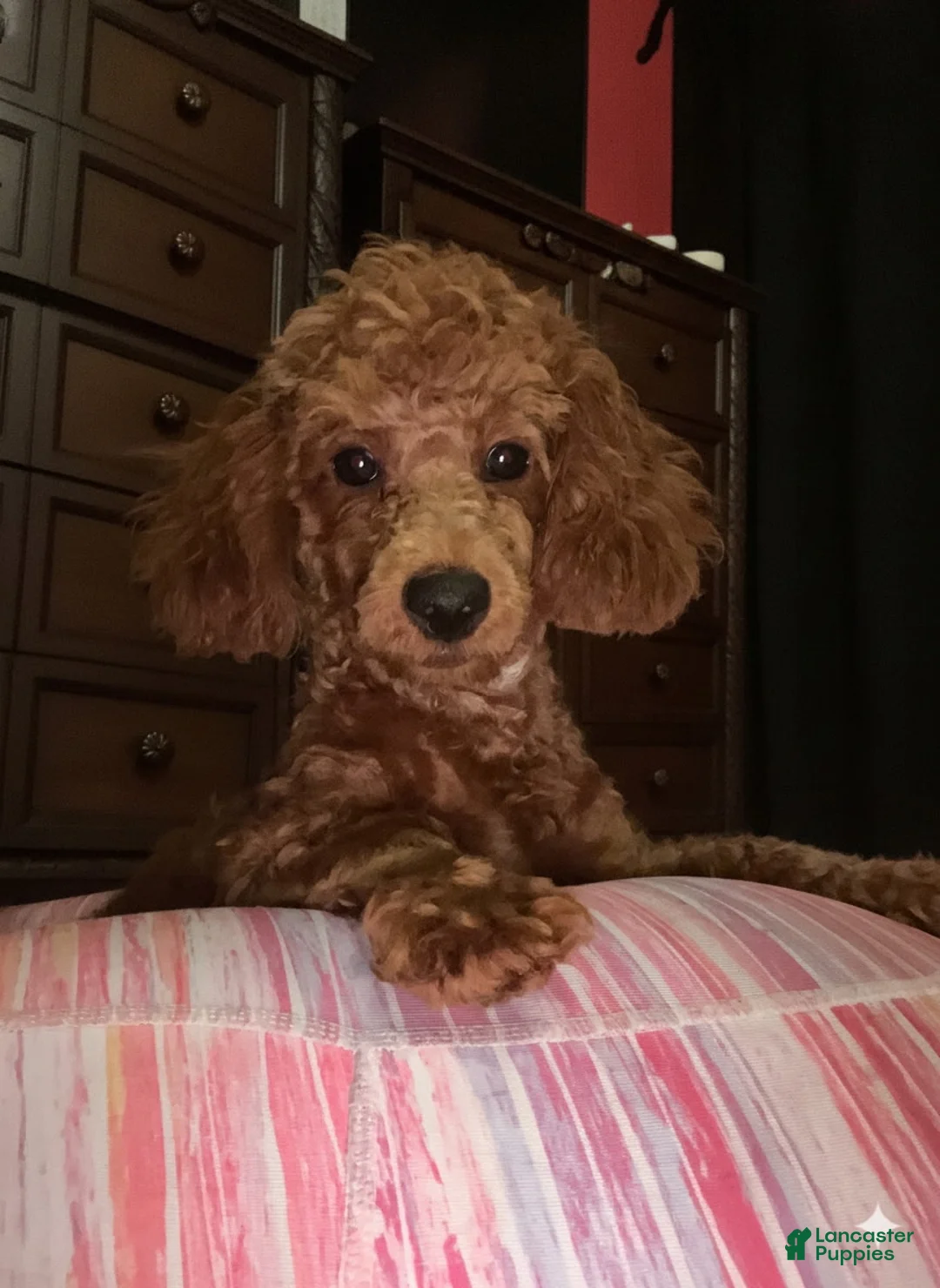 Toy Poodle dogs for sale: Jaz - Ad 1