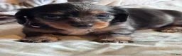 Miniature Dachshund dogs for sale: Daisy - Ad 1