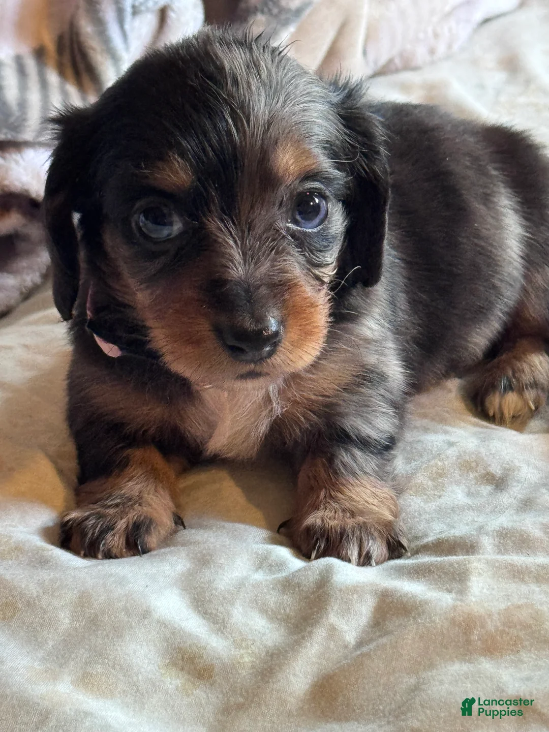 Miniature Dachshund dogs for sale: Daisy - Ad 1