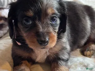 Miniature Dachshund dogs Daisy - Ad 15
