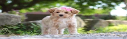 Maltipoo dogs for sale: Peanut - Ad 7