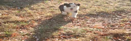 Miniature Australian Shepherd dogs for sale: Ellis - Ad 12