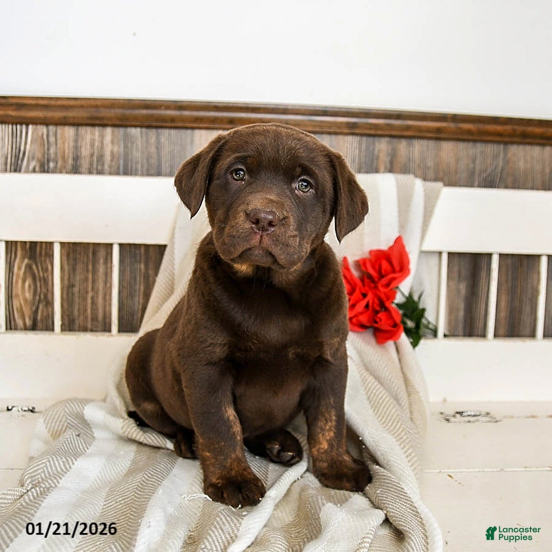 Labrador Retriever dogs for sale: Cannoli - Ad 2