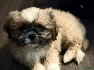 Mixed Breed dogs Peke-Tzu Pup 3 - Ad 20