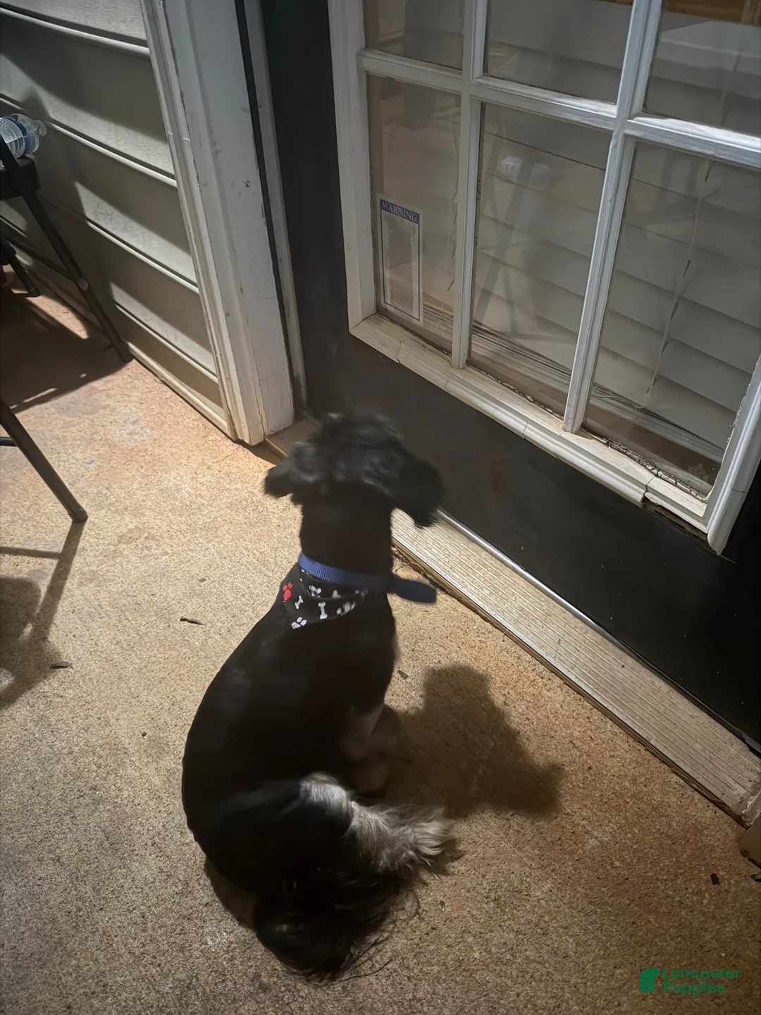 Yorkiepoo dogs for sale: Yorkiepoo 1 - Ad 2