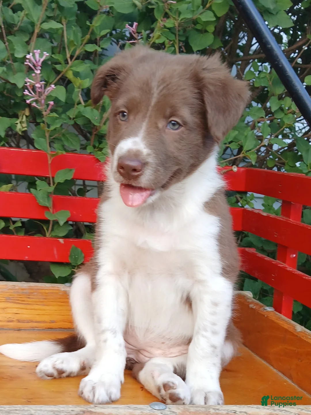 Border Collie dogs for sale: Velvet - Ad 2