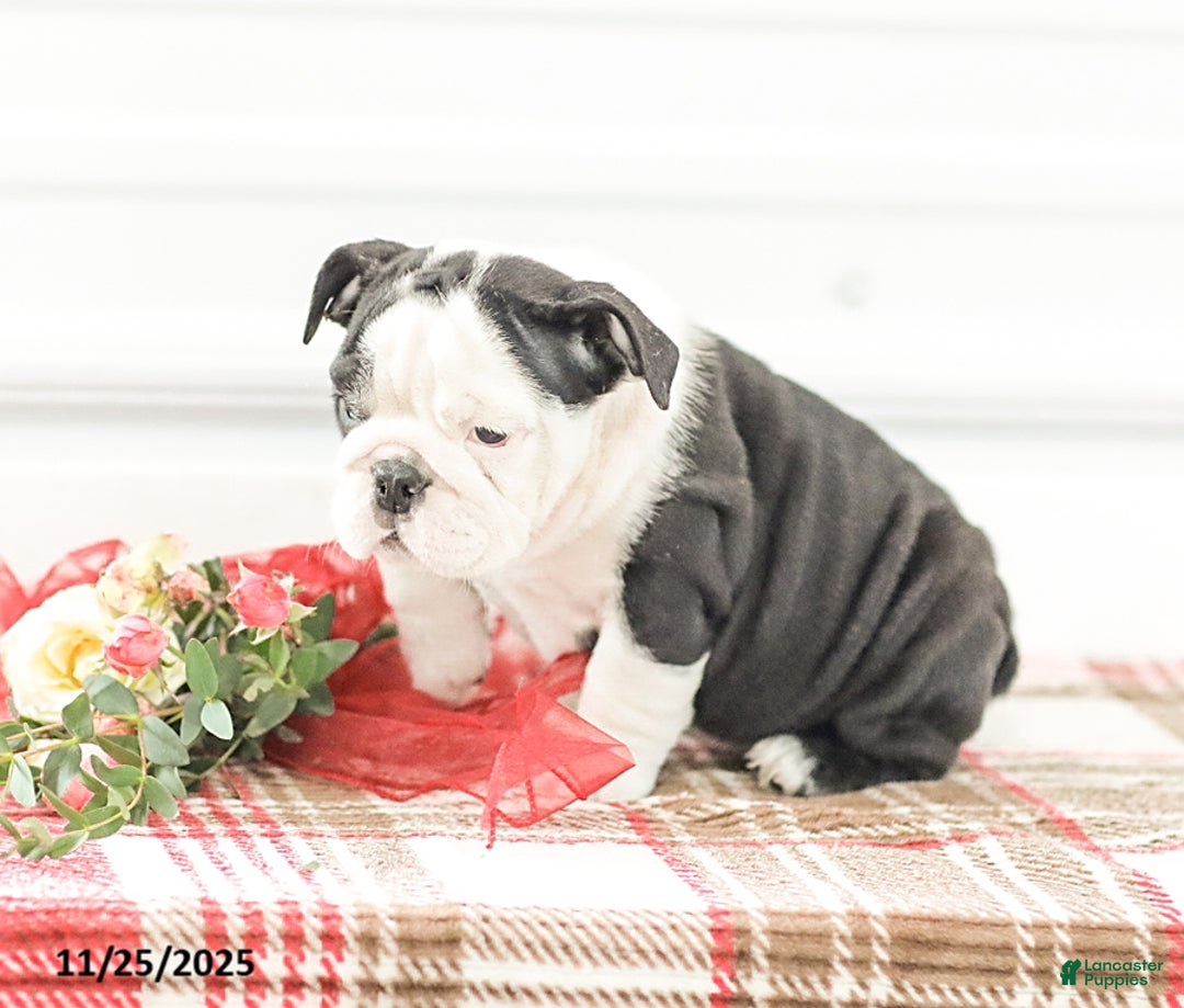 English Bulldog dogs for sale: Rose - Ad 7