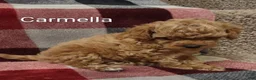 Toy Poodle dogs for sale: Carmella - Ad 7