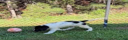 Newfoundland dogs for sale: Lucy  - Ad 3