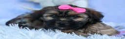 Shorkie dogs for sale: SADIE - Ad 9