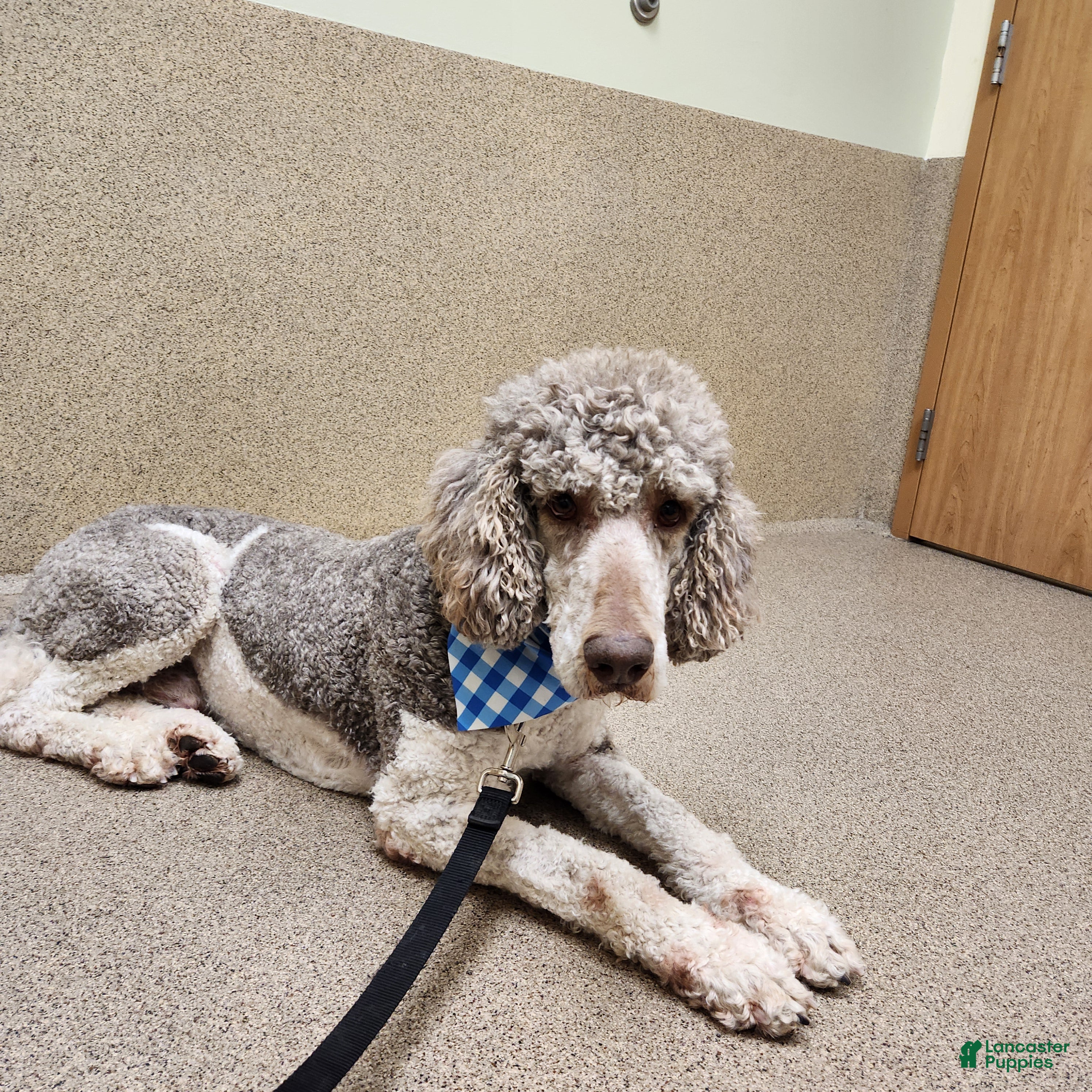 Standard Poodle dogs Champ - Ad 2