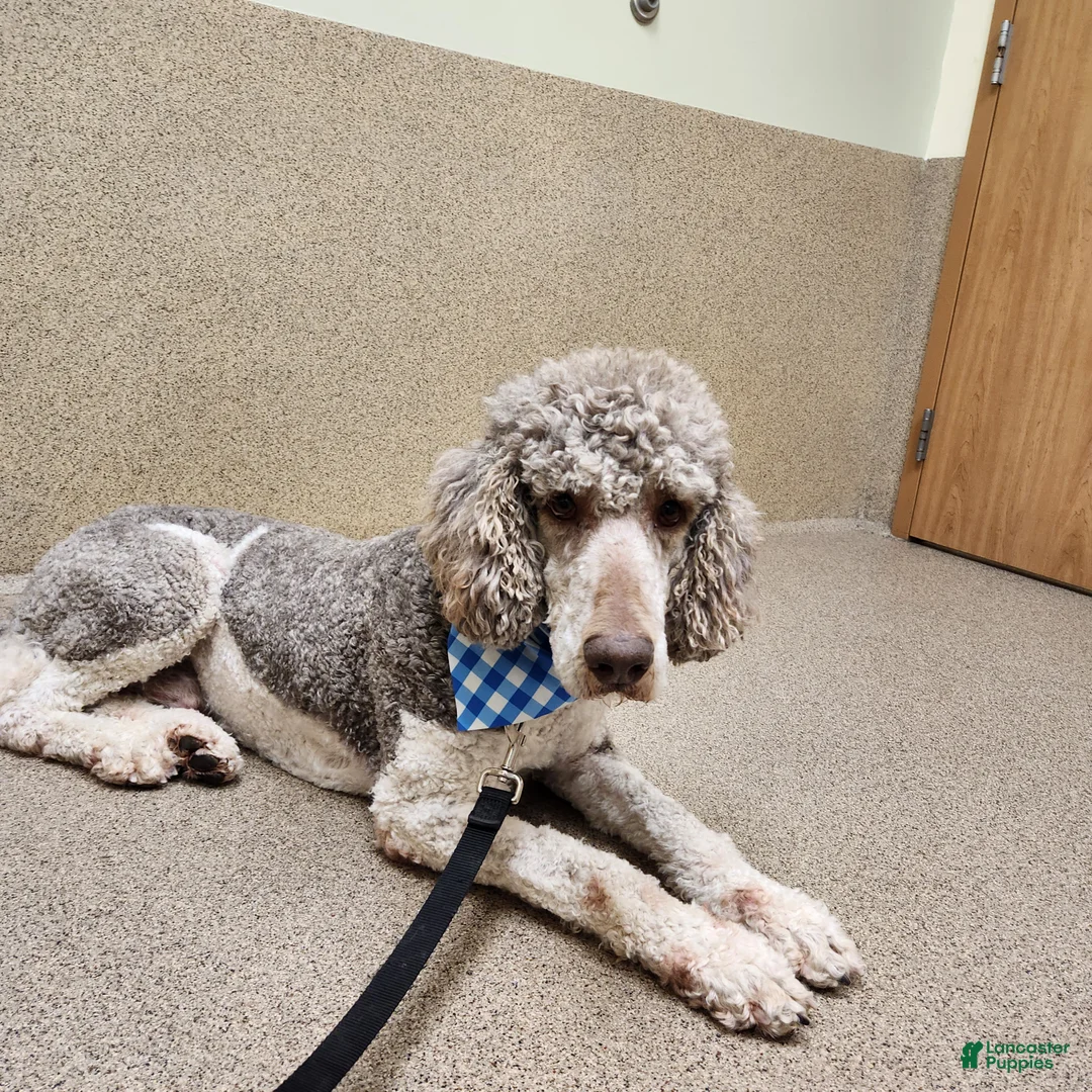 Standard Poodle dogs for sale: Champ - Ad 2