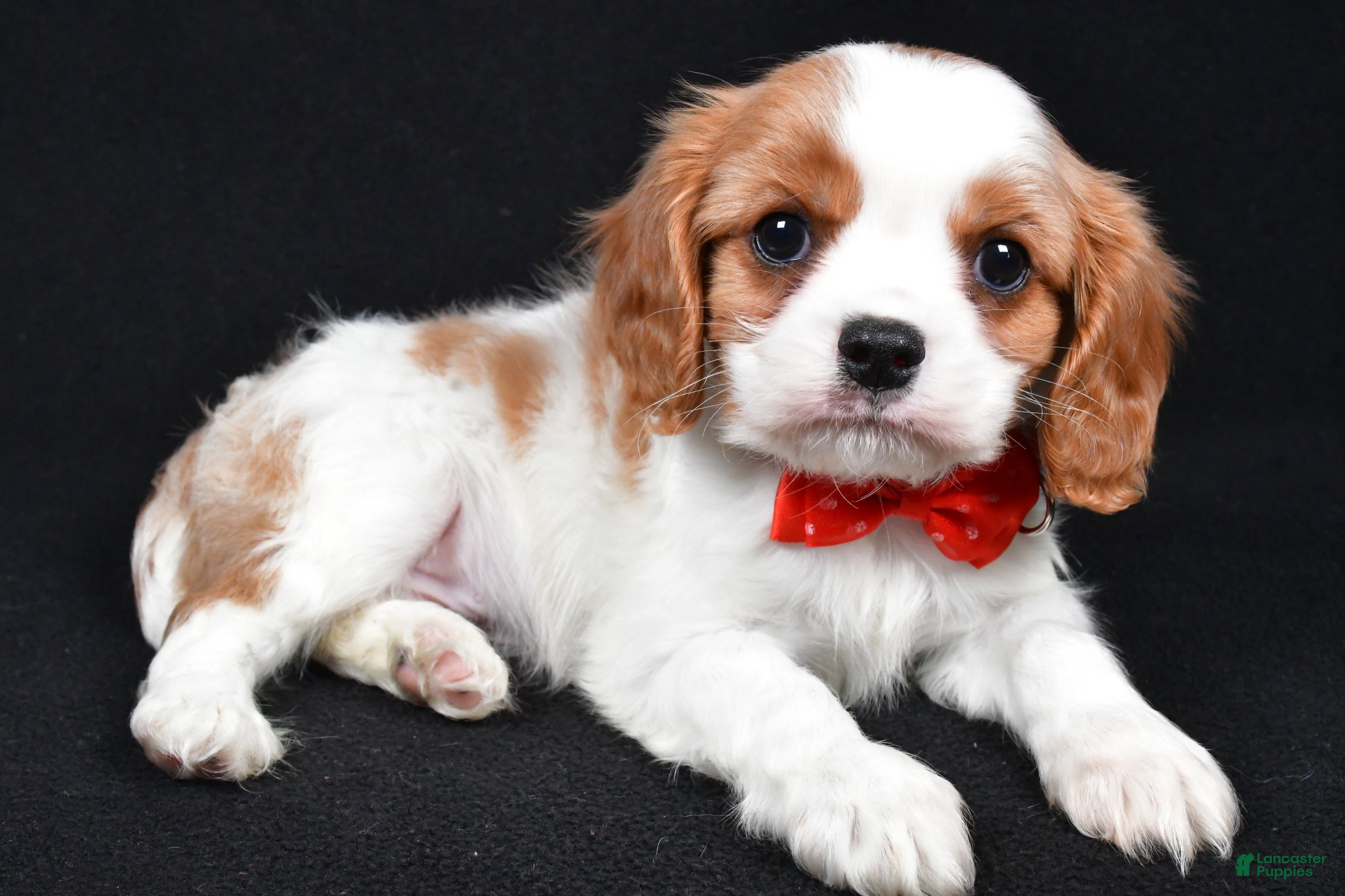 Cavalier King Charles Spaniel dogs Trevor - Ad 1