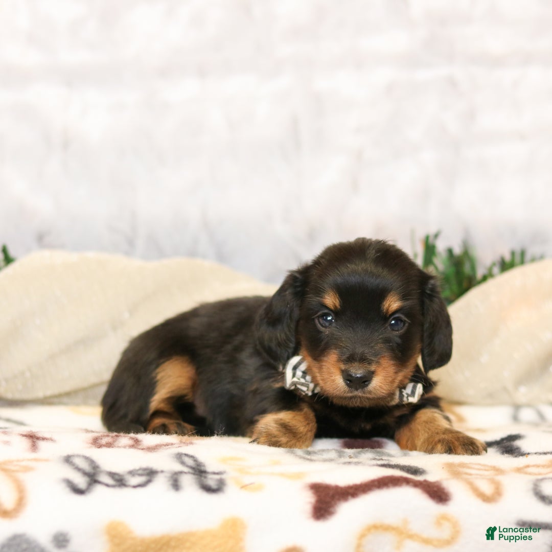Miniature Dachshund dogs for sale: Ivy  - Ad 3