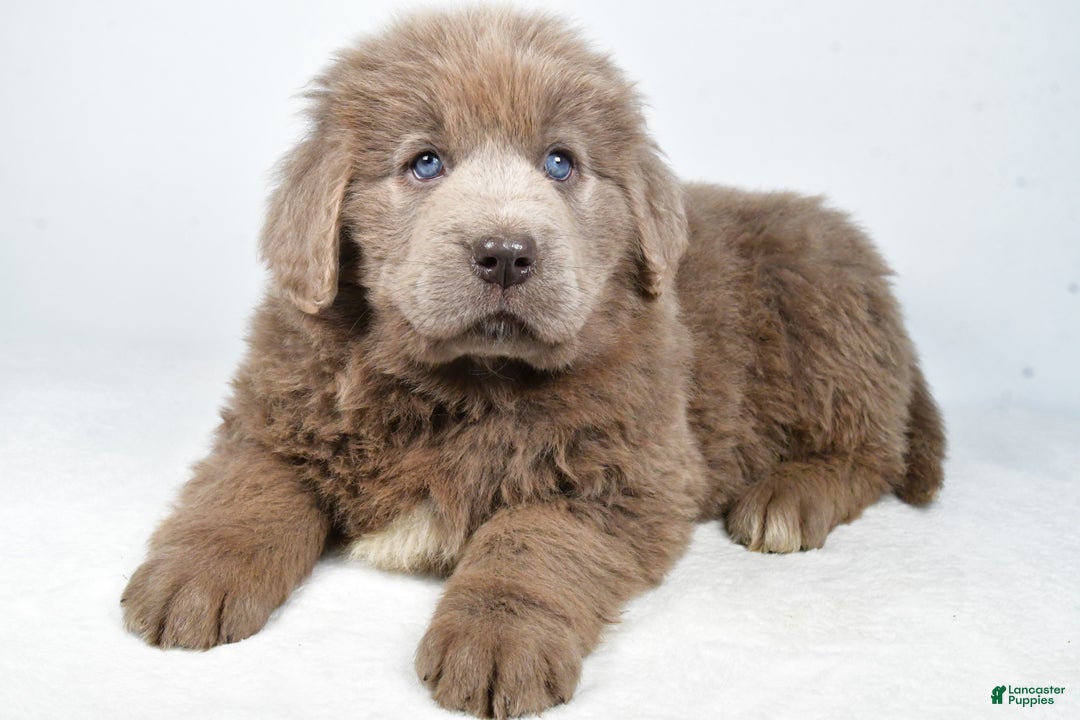 Newfoundland dogs for sale: Daisy - Ad 2