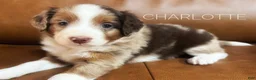 Mixed Breed dogs for sale: Australian Mountain Doodle Charlotte - Ad 1