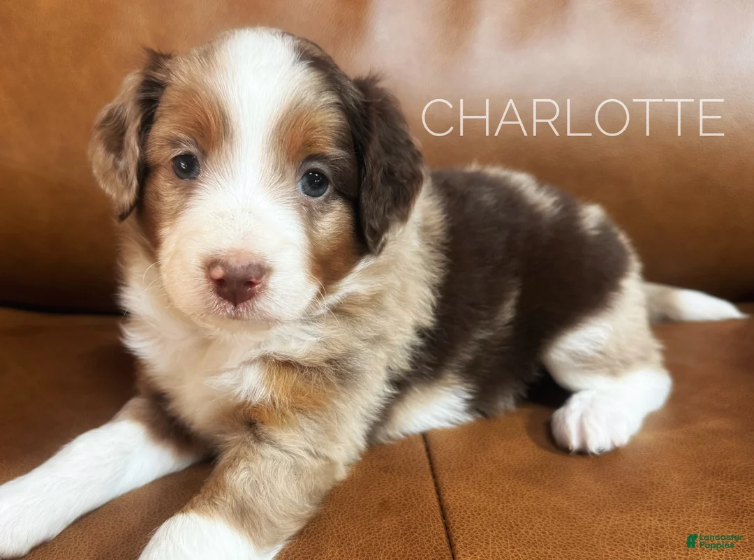 Mixed Breed dogs for sale: Australian Mountain Doodle Charlotte - Ad 1