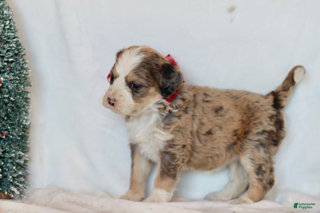 Bernedoodle dogs for sale: Whisper - Ad 4