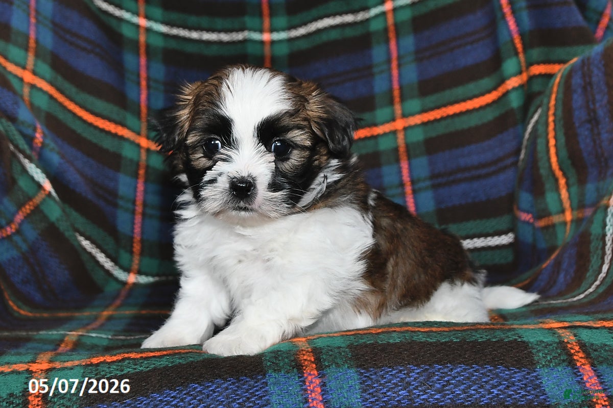 Shih Tzu dogs for sale: Buddy - Ad 1
