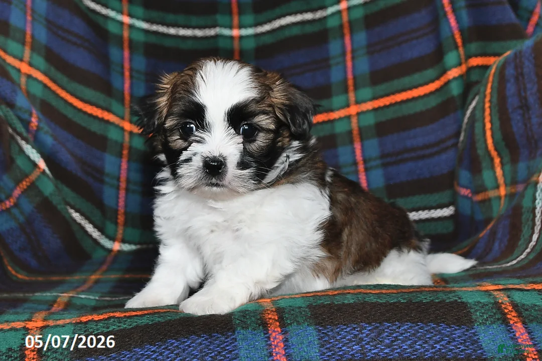 Shih Tzu dogs for sale: Buddy - Ad 1