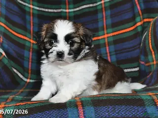 Shih Tzu dogs for sale: Buddy - Ad 1