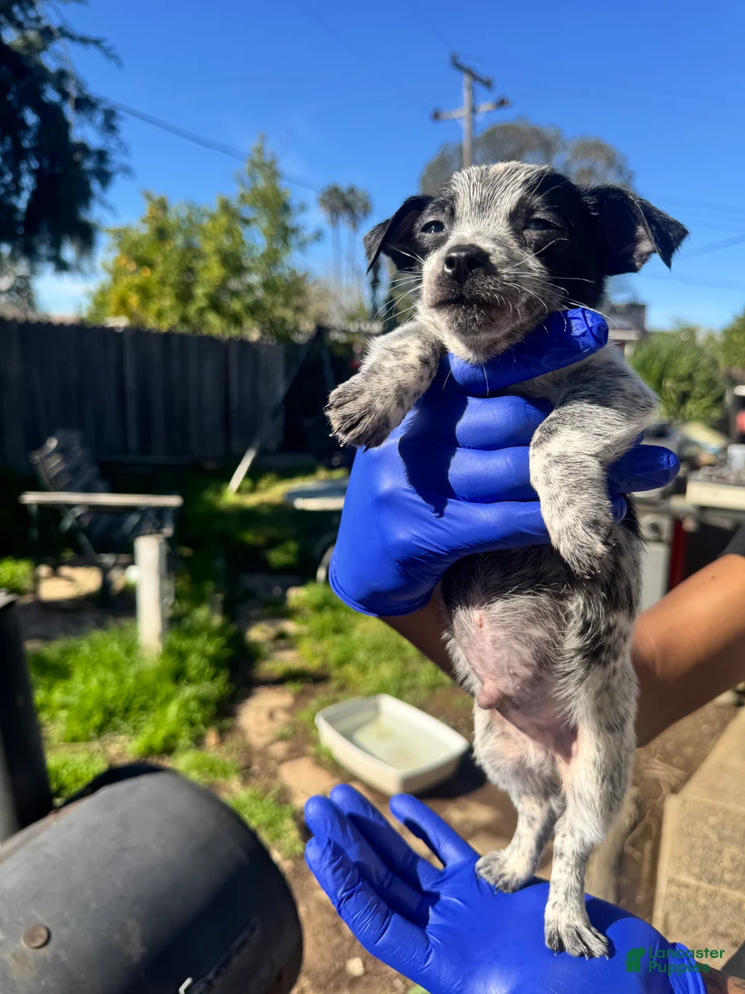 Mixed Breed dogs for sale: Mixed Breed Puppy 2 - Ad 1