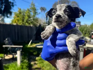 Mixed Breed dogs Mixed Breed Puppy 2 - Ad 18