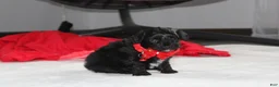 Yorkiepoo dogs for sale: River - Ad 7