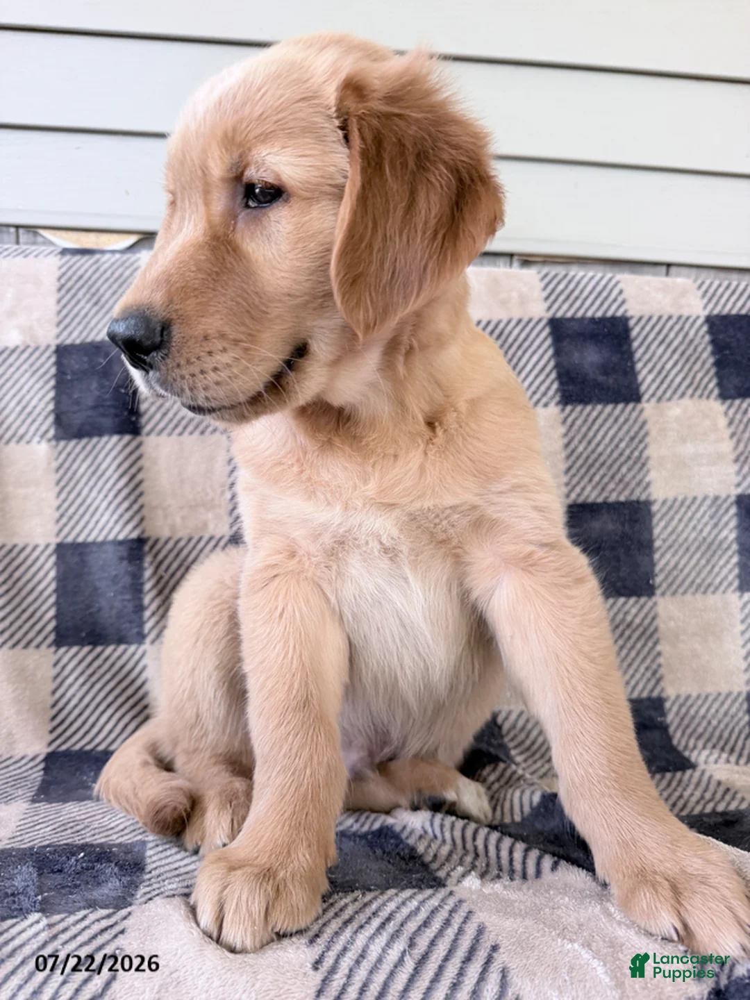 Golden Retriever dogs for sale: Duke - Ad 3