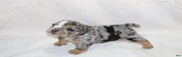 English Bulldog dogs for sale: Siesta - Ad 3